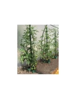 Tuteur à Tomate MIKADO 180 Cm - Vert